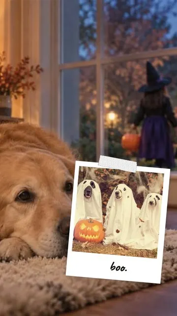 Ghost Photoshoot · Paws