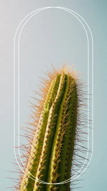 Cactus Arch