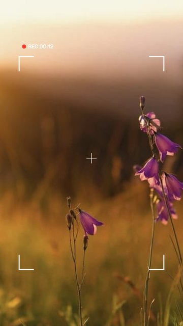 Vizör – Photo Dump Instagram story şablonları